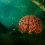 IndieLisboa, la cita imprescindible para el cine independiente Rumours