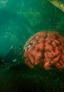 IndieLisboa, la cita imprescindible para el cine independiente Rumours