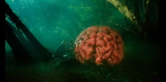 IndieLisboa, la cita imprescindible para el cine independiente Rumours